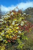 Clematis vitalba