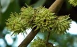 Quercus cerris. Незрелые плоды. Германия, г. Мюнстер, университетский парк (Schlossgarten). Июль 2014 г.