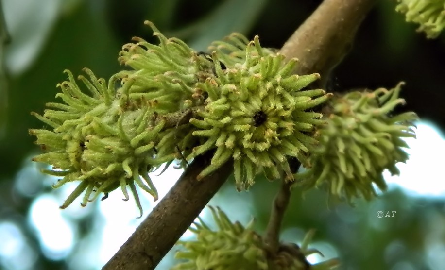 Изображение особи Quercus cerris.