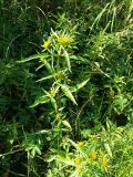 Bidens radiata