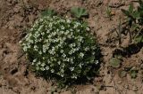 Minuartia biflora