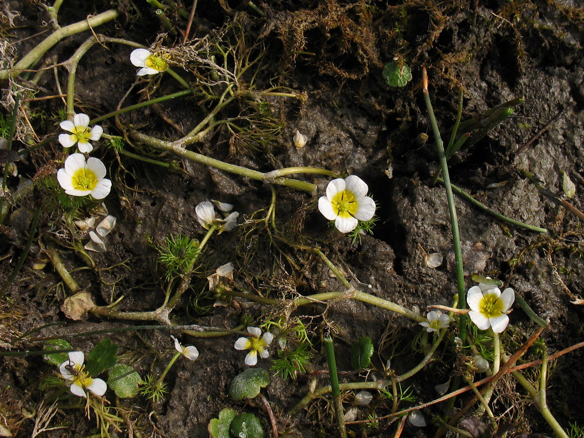 Изображение особи Ranunculus circinatus.