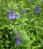 Scutellaria strigillosa. Верхушки цветущих растений. Приморский край, г. Владивосток, Ботанический сад-институт ДВО РАН. 08.07.2016.