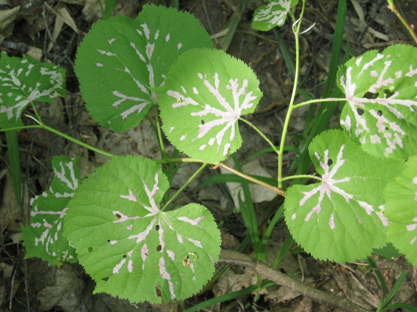 Изображение особи Tilia cordata.