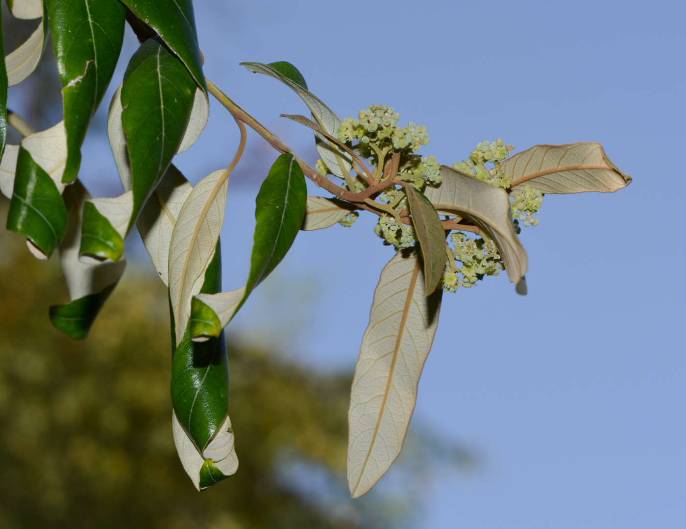 Изображение особи Alphitonia excelsa.