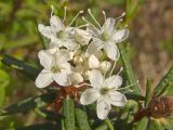 Ledum decumbens. Цветки, бутоны и листья. Магаданская обл., г. Магадан, окр. мкр-на Пионерный, разреженный лиственничник на сопке. 20.06.2010.