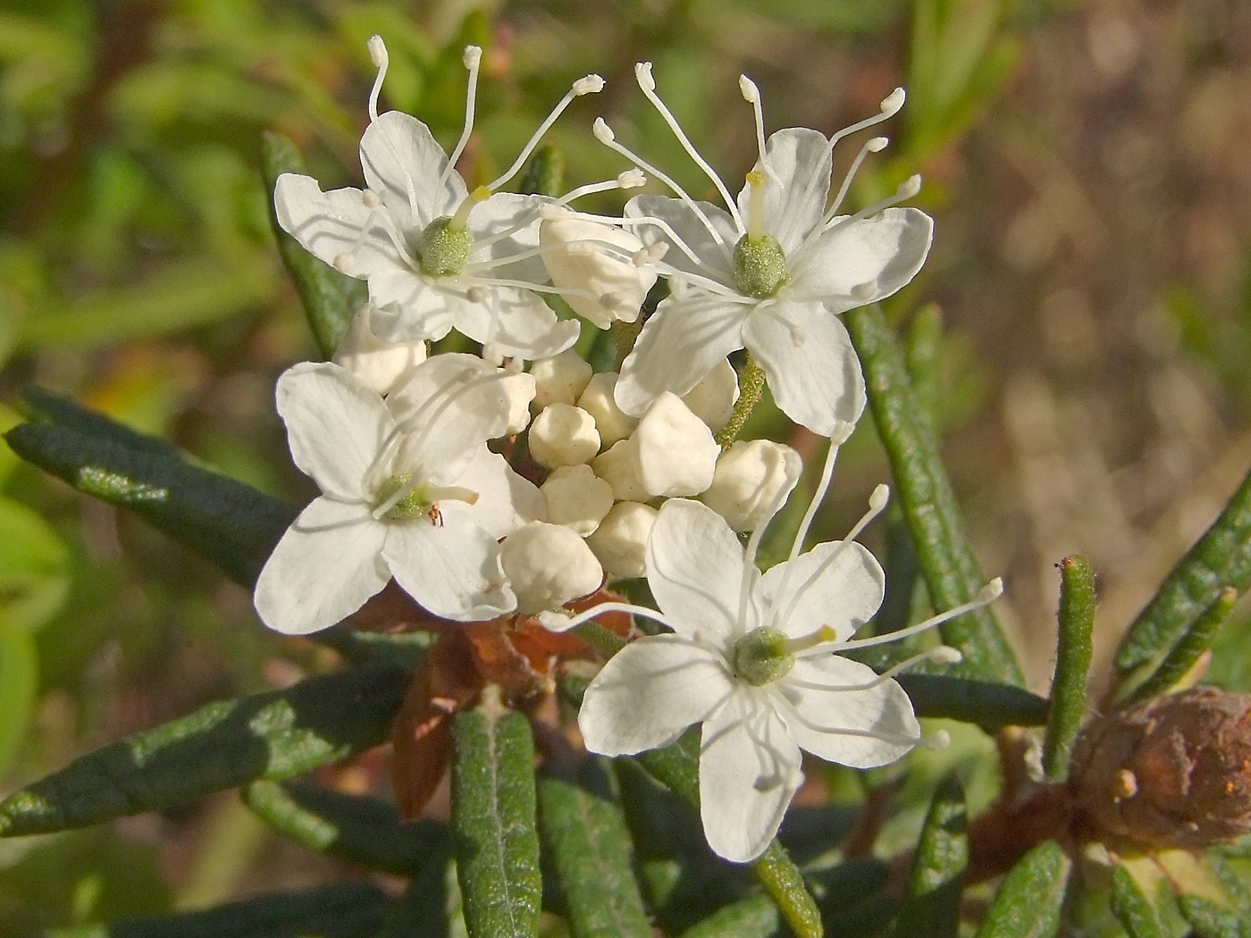 Изображение особи Ledum decumbens.