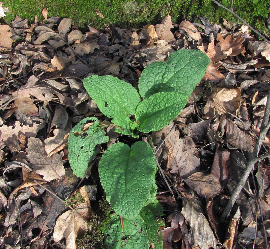 Изображение особи Symphytum tauricum.