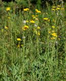 Sonchus subspecies uliginosus