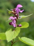 Lamium maculatum