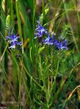 Veronica jacquinii