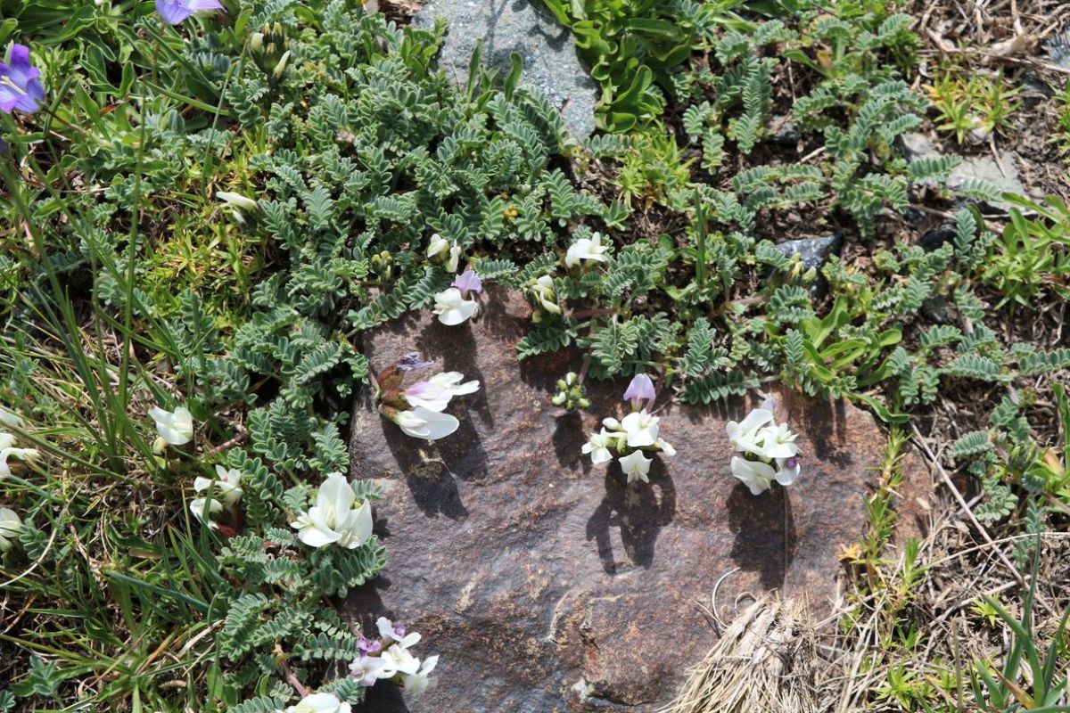 Изображение особи Astragalus gezeldarensis.