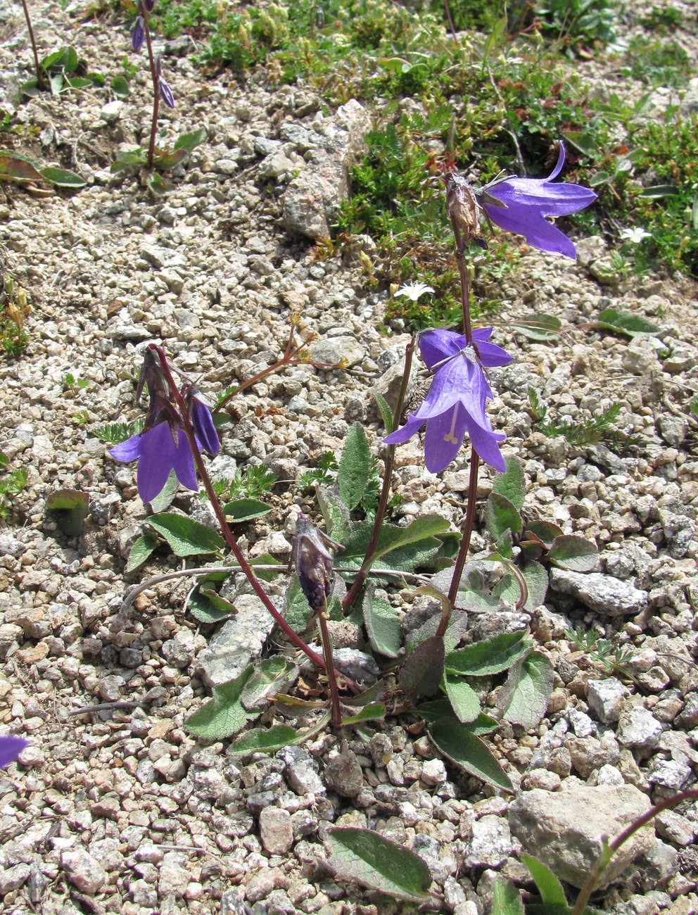 Изображение особи Campanula collina.