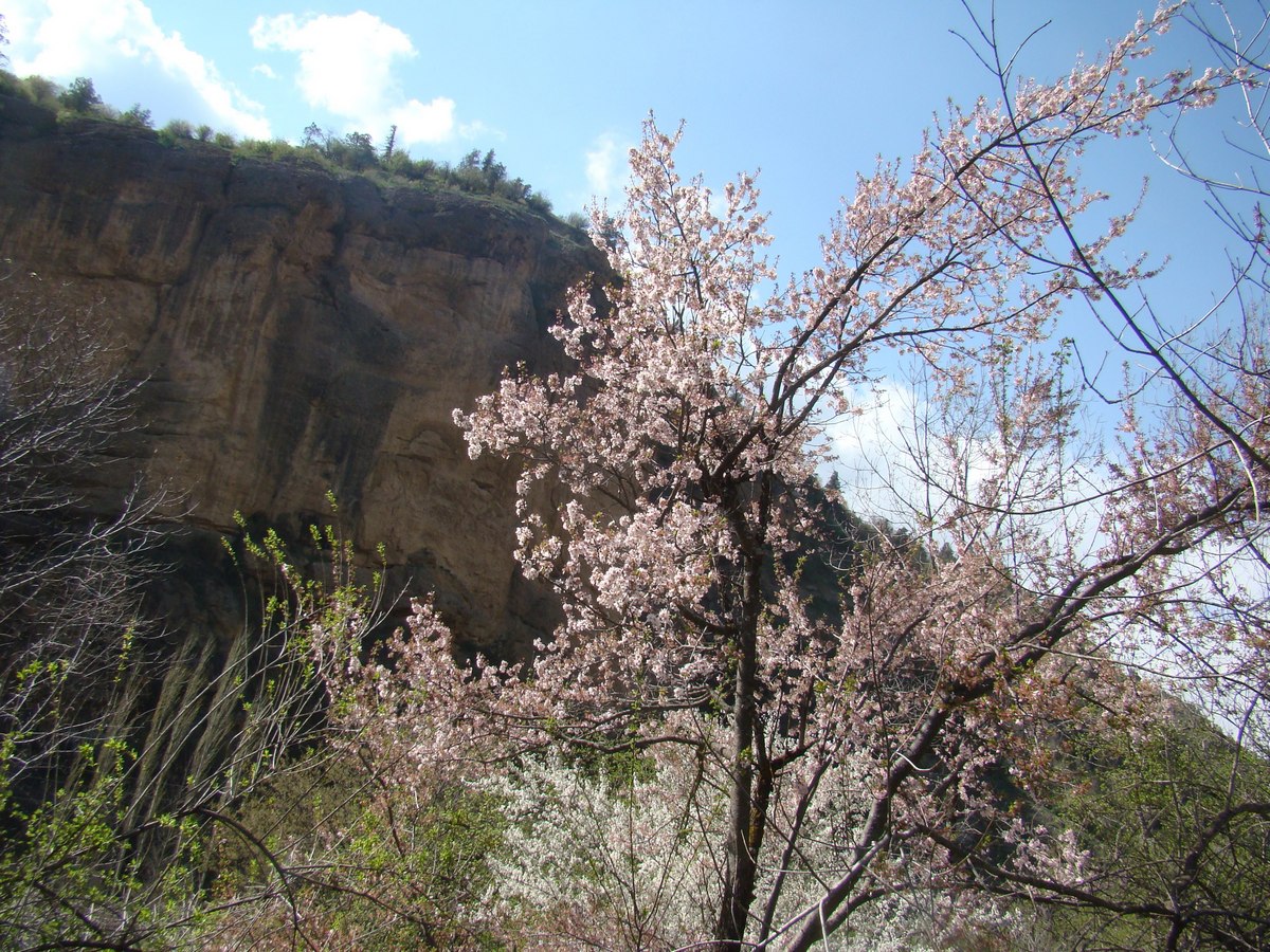 Изображение особи Prunus &times; ferganica.