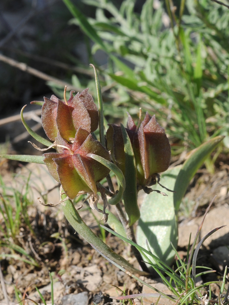 Изображение особи Rhinopetalum stenantherum.