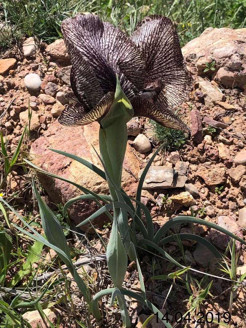 Image of Iris lycotis specimen.