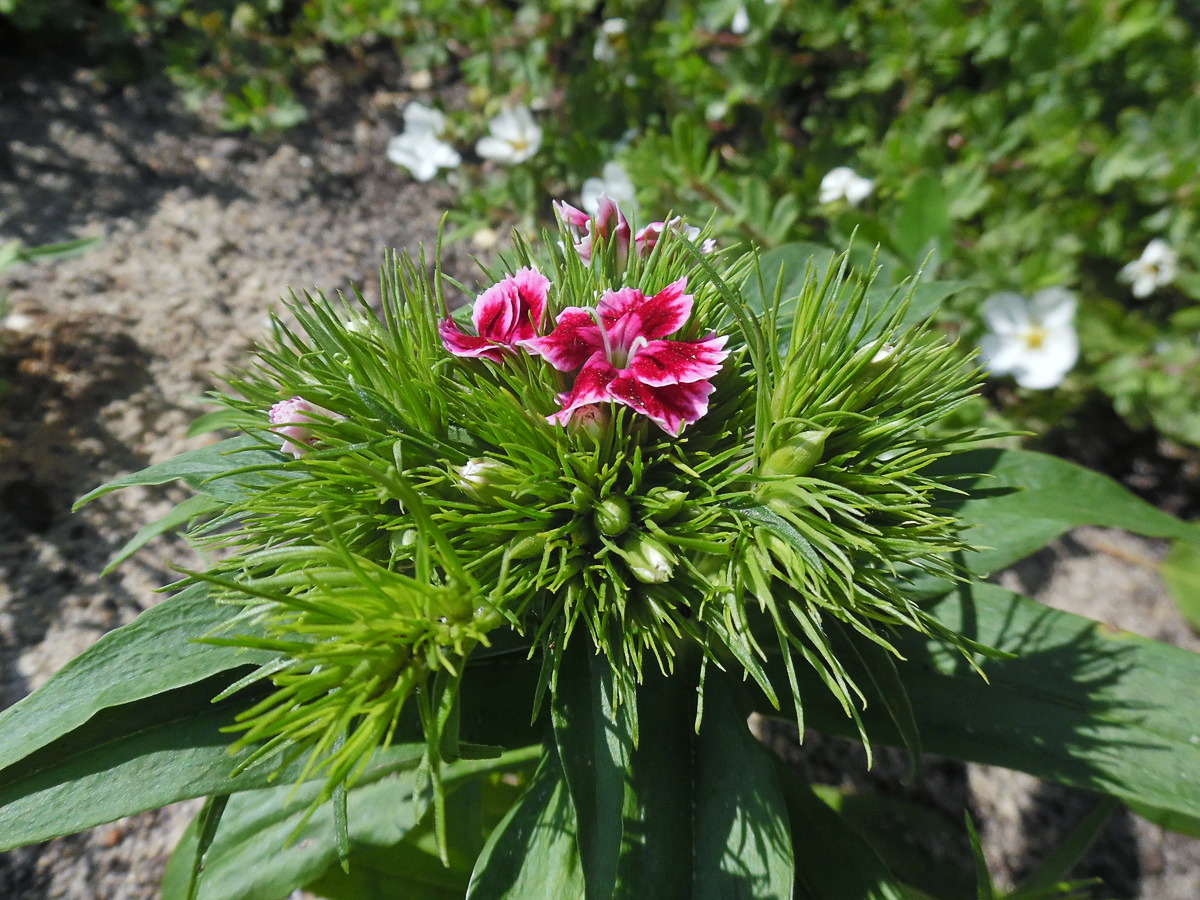 Изображение особи Dianthus barbatus.