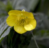 Ranunculus illyricus