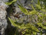 Stellaria fenzlii. Части цветущих и плодоносящих побегов. Магаданская обл., окр. г. Магадан, п-ов Старицкого, руч. Холодный, на берегу среди камней. 28.07.2019.