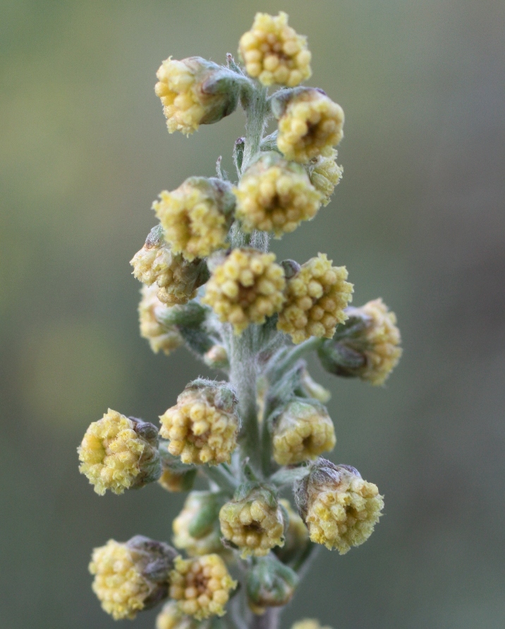 Image of Artemisia armeniaca specimen.