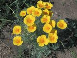 Eschscholzia californica. Цветущее и плодоносящее растение. Ульяновск, Заволжский р-н, клумба. 25.06.2021.