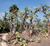 Opuntia tomentosa