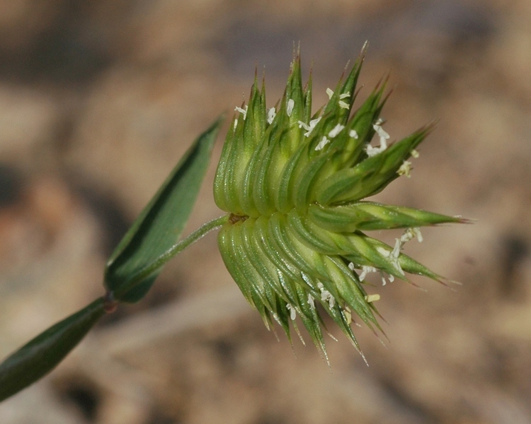 Изображение особи Eremopyrum triticeum.