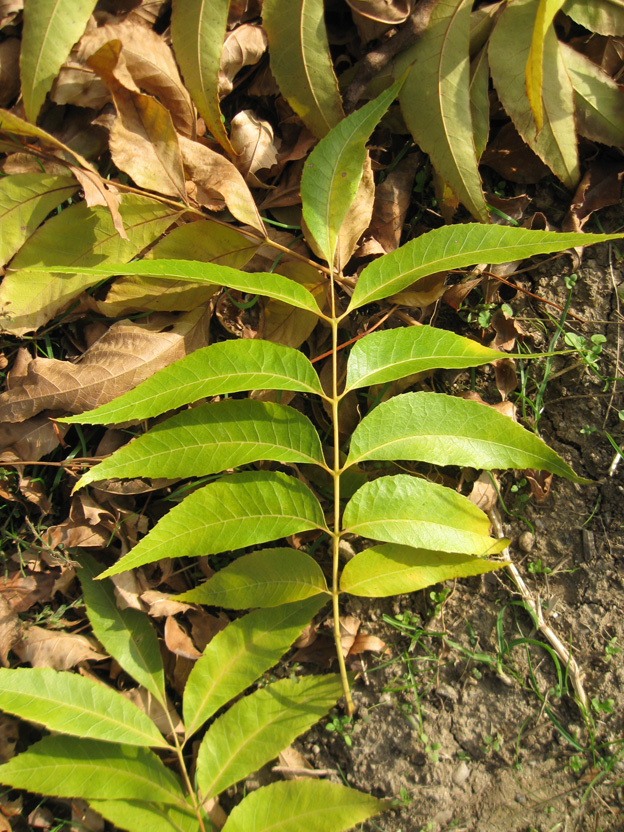 Изображение особи Carya illinoinensis.