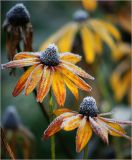 Rudbeckia hirta