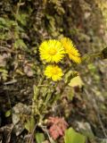 Tussilago farfara. Соцветия. Краснодарский край, городской округ Сочи, Хостинский р-н, у дороги к Ореховскому водопаду, обрывистый склон. 14.02.2024.