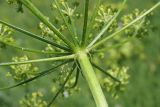 Heracleum sibiricum