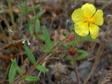 Helianthemum grandiflorum. Верхушка побега с цветком. Южный берег Крыма, лес возле Понизовки. 2 июля 2011 г.