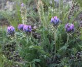 Oxytropis kungurensis