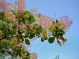 Cotinus coggygria