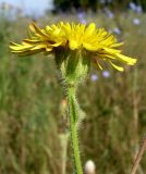 Crepis rhoeadifolia. Верхушка побега с соцветием. Ростовская обл., Азовский р-н, побережье Таганрогского залива в окр. косы Очаковская. 04.07.2012.