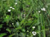 Galium debile. Соцветия. Крым, влажная поляна на склоне горы Демерджи. 7 июня 2013 г.