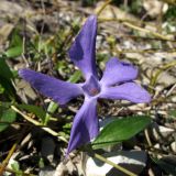 Vinca herbacea. Цветок. Краснодарский край, г. Новороссийск, пер. Волчьи Ворота, каменистый склон горы. 12.10.2013.