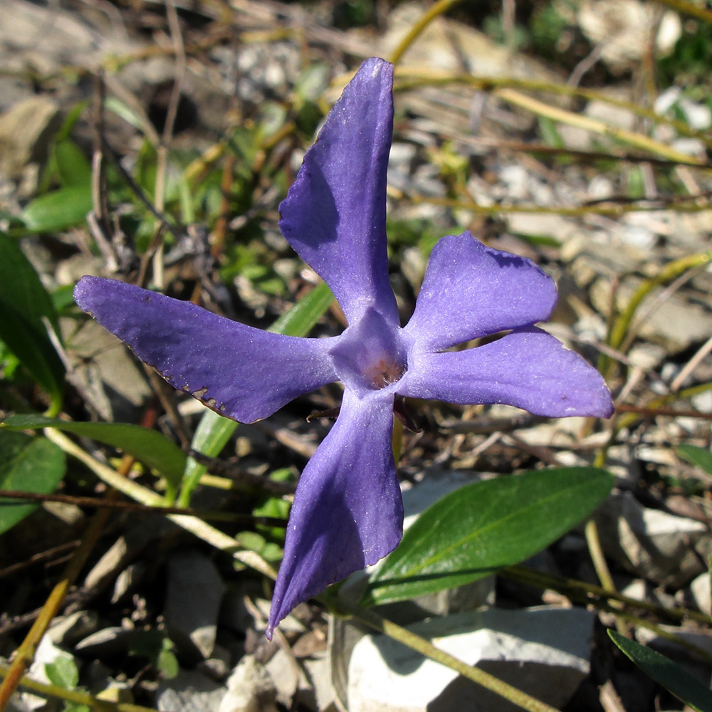 Изображение особи Vinca herbacea.