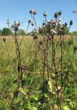 Crepis sibirica