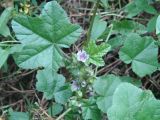 Malva variety neuroloma