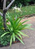 Hymenocallis speciosa. Цветущее растение. Таиланд, Краби. 18.06.2013.