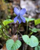 Viola sieheana