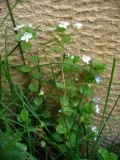 Veronica filiformis