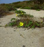 Oenothera drummondii