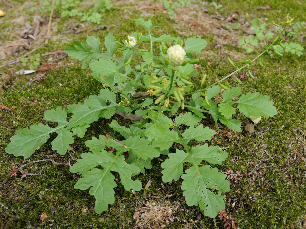 Изображение особи Rorippa palustris.