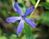 Vinca herbacea. Цветок. Краснодарский край, Черноморское побережье Кавказа, окрестности Геленджика, территория Верхнего парка сафари, склон. 05.05.2013.