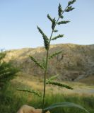 род Echinochloa