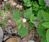 Hibiscus lobatus. Верхушка цветущего растения. Сокотра, вади Айхафт, берег ручья. 05.01.2014.