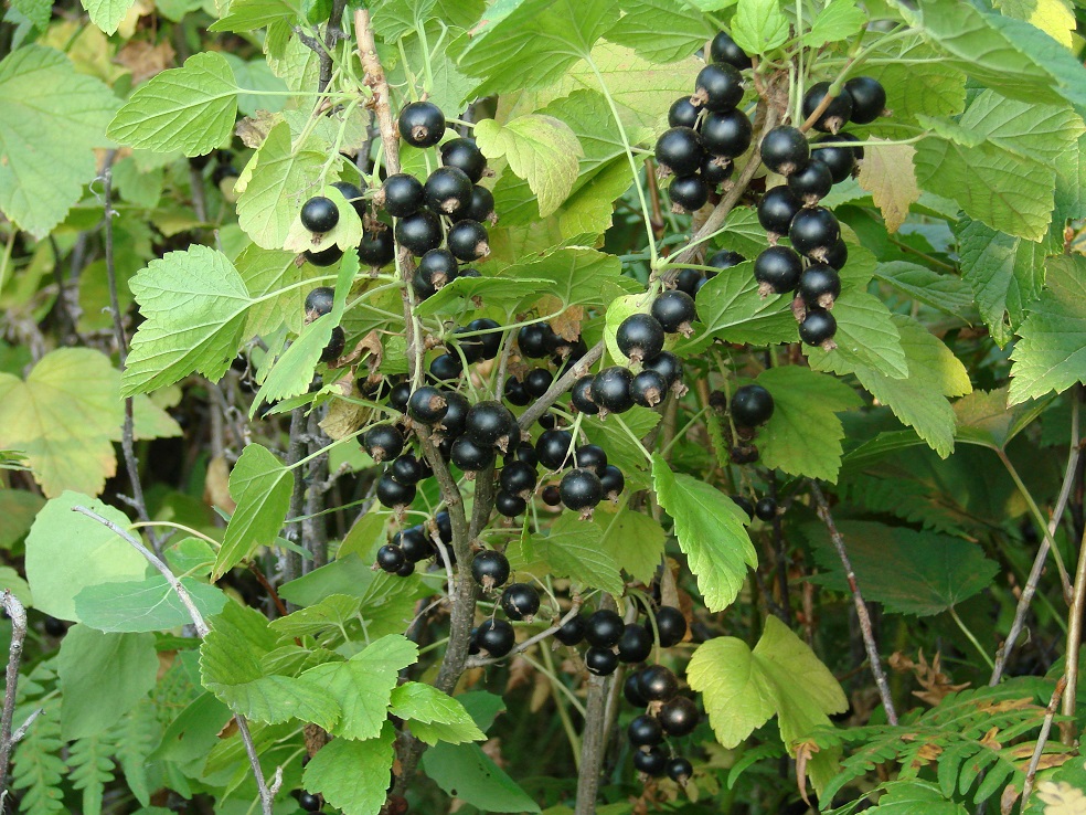 Изображение особи Ribes nigrum.