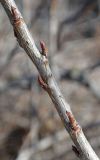 Ribes aureum. Средняя часть веточки. Краснодарский край, Приморско-Ахтарский р-н, Морозовский сельский округ, Ясенская коса. 30.01.2016.